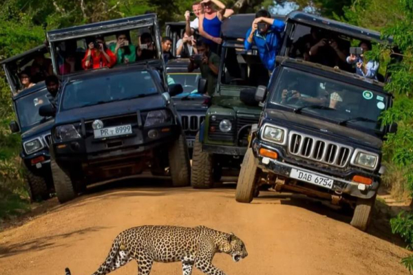 இலங்கை வரும் சுற்றுலாப் பயணிகளின் எண்ணிக்கை அதிகரிப்பு | Increase Number Of Tourists Visiting Sri Lanka