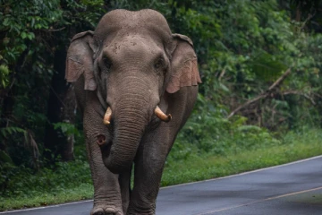 மூதூரில் யானை தாக்கியதில் வயோதிபர் பலி