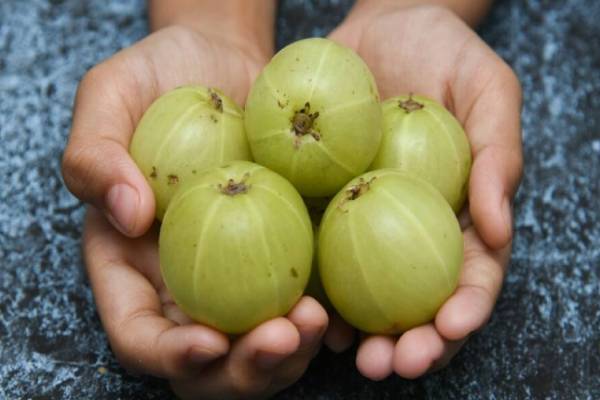 மலச்சிக்கலை ஓட விடும் நெல்லிக்காய் சட்னி.. இப்படி ஒரு தடவை செய்து பாருங்க | Nellikai Chutney Recipe மலச்சிக்கலை ஓட விடும் நெல்லிக்காய் சட்னி.. இப்படி ஒரு தடவை செய்து பாருங்க | Nellikai Chutney Recipe