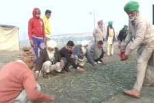 டெல்லி போராட்ட மைதானத்தில் வெங்காய சாகுபடி செய்யும் விவசாயிகள்