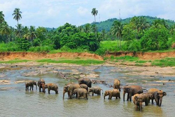 இலங்கை மக்களுக்கு இன்றைய தினம் இலவச வாய்ப்பு: அமைச்சரின் மகிழ்ச்சி தகவல் | Free Opportunity People Sri Lanka See The Animals