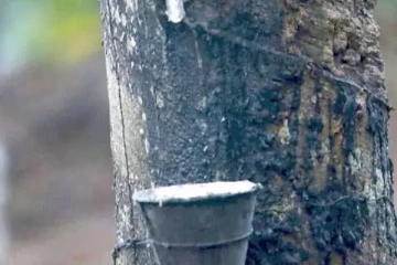 රබර් ගැන ගත් තීරණයක්.