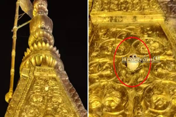 தங்க கோபுரத்தில் வெள்ளை ஆந்தை.. காசி விஸ்வநாதர் கோயிலில் நடந்த அதிசயம் | White Owl Landed On Kashi Vishwanath Temple Video
