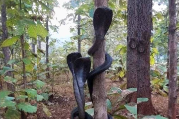 ஒரே நேரத்தில் படமெடுத்த நின்ற மூன்று கருநாகங்கள்! வைரலாகும் புகைப்படங்கள்