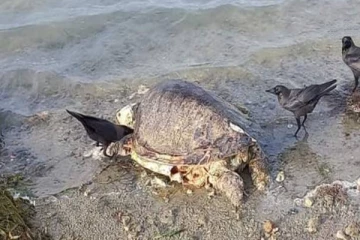 உயிரிழந்த நிலையில் கரையொதுங்கிய ஆமை (Photos)