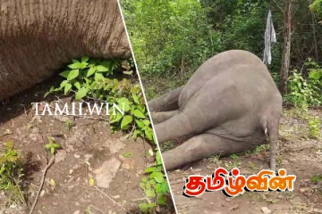 மின்சார வேலியில் சிக்குண்டு காட்டு யானையொன்று உயிரிழப்பு