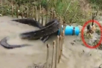 ஒற்றை கோழியால் சிக்கிய ராட்சத மலைப்பாம்பு... நடுநடுங்க வைத்த காணொளி