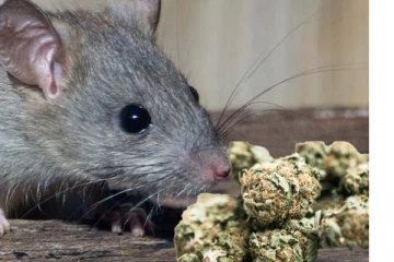 ගංජා කා සූර්වූ මීයෝ කළ හරියක් - වාර්තාවන අමුතුම පුවත..