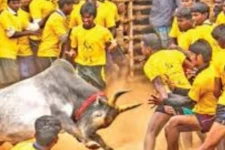 ஜல்லிக்கட்டு போட்டிகள் தொடர்பில் மதுரை கிளையின் அதிரடி உத்தரவு