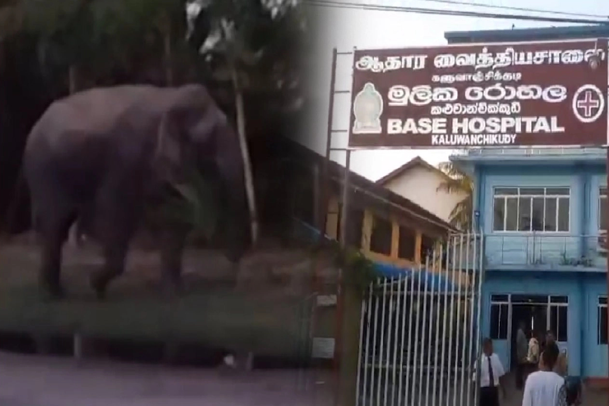 மட்டக்களப்பு வைத்தியசாலைக்குள் நுழைந்த யானையால் பெரும் பீதி! மயிரிழையில் உயிர் தப்பிய காவலாளி | Great Panic As Elephant Enters Batticaloa Hospital