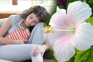 மாதவிடாய் கோளாறை சரிசெய்யும் வெள்ளை செம்பருத்தி! எப்படி எடுத்து கொள்ளலாம்?