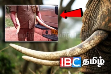 யானையை கொன்று தந்தத்தை வெட்டிய நால்வர் கைது!