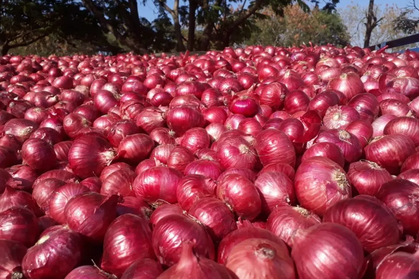 205 கிலோ வெங்காயம் 9 ரூபாய்? | 205 Kg Onion 9 Rupees 205 கிலோ வெங்காயம் 9 ரூபாய்? | 205 Kg Onion 9 Rupees