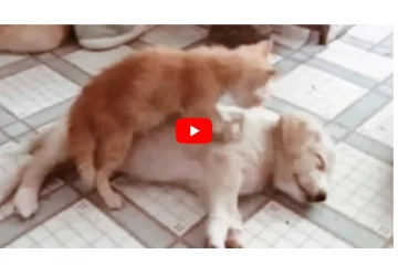 நாய் மீது ஏறி பூனை செய்த மசாஜ் - பார்வையாளர்களை ரசிக்க வைத்த அழகிய காட்சி!