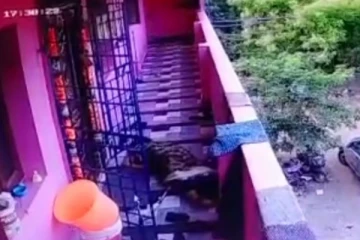 எலியை அடிக்கச் சென்ற பெண் இரும்பு கேட்டில் மோதி உயிரிழப்பு..!