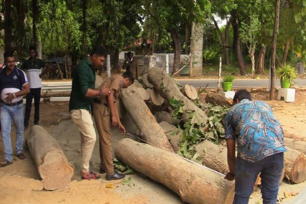 யாழ் மீசாலையில் பொலிஸாரின் அதிரடி நடவடிக்கை: ஒருவர் கைது | Jaffna Meesalai Track Wood Recovered Police Arrest