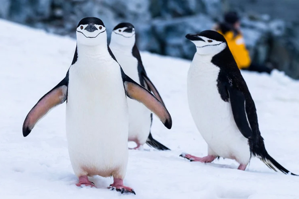 தனியாக பயணித்த பென்குயின்! விஞ்ஞானிகள் கூறும் காரணம் என்ன? | Encounters At The End Of The World Penguin Viral தனியாக பயணித்த பென்குயின்! விஞ்ஞானிகள் கூறும் காரணம் என்ன? | Encounters At The End Of The World Penguin Viral