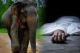 யானை தாக்கி இரு பிள்ளைகளின் தந்தை பலி