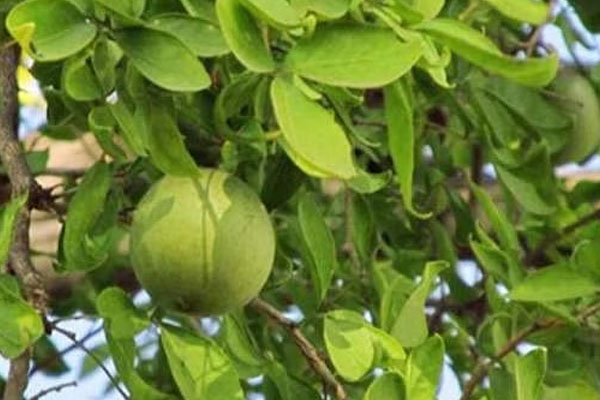 இந்த இரு இலைகள் இருந்தால் மட்டும் போதும் கெட்டது அனைத்தும் தூர ஓடி விடும்! | Two Leaves Are Enough Every Problem Solved