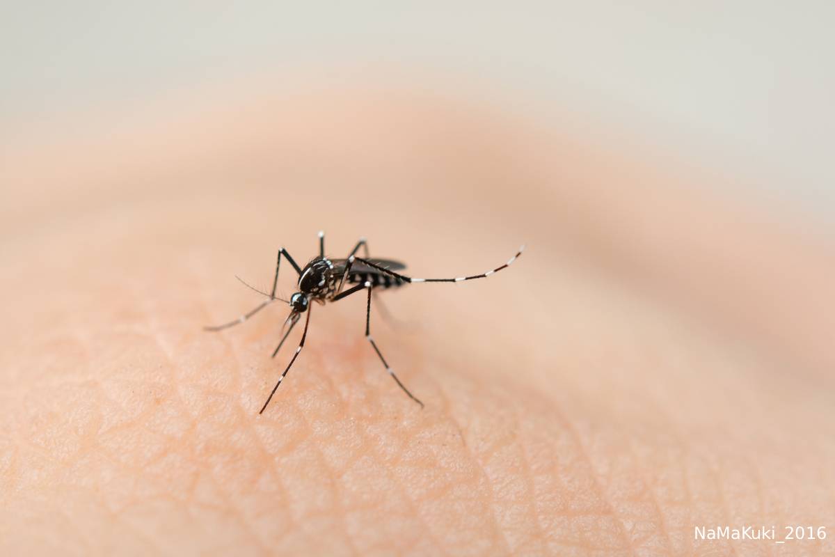 பிரான்சில் கொசுக்களைக் காணவில்லையாம்: என்ன காரணம்? | France Heatwave Peoples Free Mosquito Infestation பிரான்சில் கொசுக்களைக் காணவில்லையாம்: என்ன காரணம்? | France Heatwave Peoples Free Mosquito Infestation