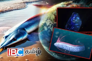 பேரழிவுக்கான அறிகுறி..! பாம்பனில் கரை ஒதுங்கிய அரிய வகை மீன்