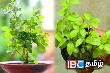 வீட்டில் துளசி செடி தானாக முளைத்தால் என்ன காரணம் தெரியுமா...!