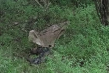 வவுனியாவில் மாட்டை களவாடி இறைச்சிக்காக வெட்டி கன்றை காட்டுப்பகுதியில் வீசியெறிந்த கொடுமை