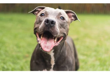 8 ஆண்டுக்கு முன் பிரிந்த நாய் - 1900கி.மீ பயணம் செய்து மீண்டும் சேர்ந்த பெண்; சுவாரசிய சம்பவம்