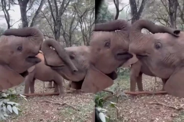 யானைகள் முத்தமிட்டு பார்த்ததுண்டா? வேற லெவல் காதல் காட்சி