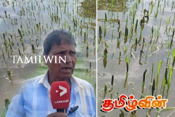 கிளிநொச்சியில் அறக்கொட்டியான் புழுத்தாக்கம்! மன உளைச்சலில் விவசாயிகள்