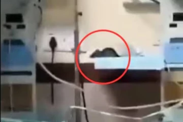 குழந்தைகளை கடித்து குதறிய எலி - அரசு மருத்துவமனை ஐசியுவில் அதிர்ச்சி!