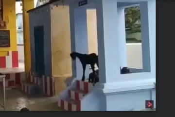 அம்மன் கோயிலில் நடக்கும் அதிசயம்....நேர்த்தி வைத்து கோவிலில் மணியடிக்கும் ஆடு