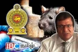 யாழ். மாவட்டத்தில் பரவும் எலிக்காய்ச்சல் - பாதிக்கப்பட்டோர் எண்ணிக்கை அதிகரிப்பு