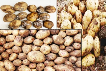 உருளைக்கிழங்கு விதை தொடர்பில் வலுத்துள்ள சந்தேகம்: யாழ். உற்பத்தியாளர் சங்கம் விசனம்