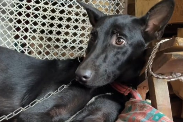 பேரிடரின் போது கிராமம் ஒன்றில் பலரின் உயிர்களை காப்பாற்றிய நாய் - நெகிழ்ச்சியான செயல் | Dog Saves 14 Lives In Sri Lanka பேரிடரின் போது கிராமம் ஒன்றில் பலரின் உயிர்களை காப்பாற்றிய நாய் - நெகிழ்ச்சியான செயல் | Dog Saves 14 Lives In Sri Lanka