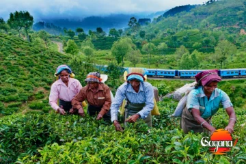 තේ කර්මාන්තයටත් කන කොකා හඬයි - මේ අවුරුද්දට විතරක් කම්හල් 6ක් වහලා