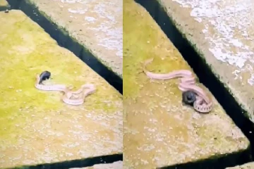 சுற்றிவளைத்த பாம்பிடமிருந்து அசால்ட்டாக தப்பித்த மீன்..! பகீர் காட்சி