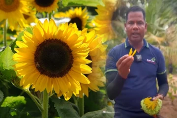 Reecha சூரியகாந்தி செடி வளர்ப்பு; எவ்வளவு பயன்கள் தெரியுமா!