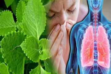 நெஞ்சு சளியை முற்றிலும் நீக்கும் கற்பூரவல்லி... எதற்கெல்லாம் பயன்படுத்தாலாம்?