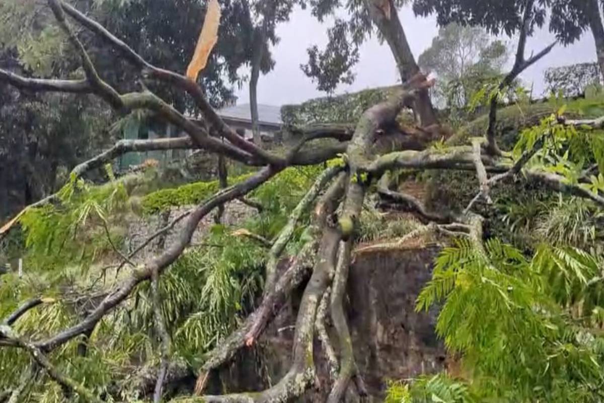 மோசமான வானிலையினால் தலவாக்கலையில் மரம் முறிவு - போக்குவரத்து பாதிப்பு | Tree Breaks In Thalawakkala Traffic Affected மோசமான வானிலையினால் தலவாக்கலையில் மரம் முறிவு - போக்குவரத்து பாதிப்பு | Tree Breaks In Thalawakkala Traffic Affected