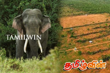 வில்பத்து காட்டில் யானைகள் விடப்படுவதற்கு விவசாயிகள் எதிர்ப்பு