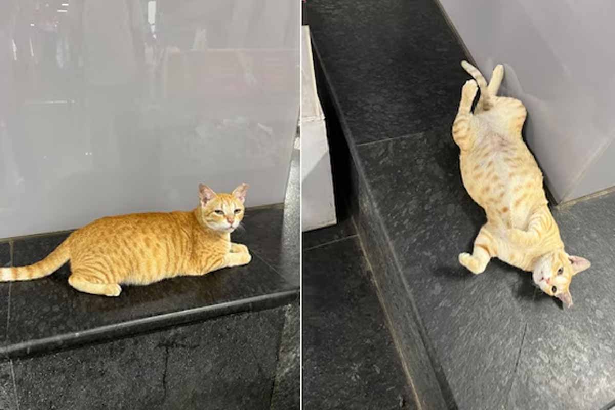 பூனைக்கு CFO பதவி! பலரது கவனத்தை ஈர்த்த சம்பவம் | Ginger Cat Gets A Job Title Cfo Mumbai Metro