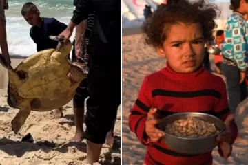 பட்டினியில் வாடும் காசா மக்கள்: கடல் ஆமைகளை உண்ணும் நிலைக்கு தள்ளப்பட்ட அவலம்!