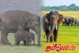 கடந்த ஒரு நாளில் ஆறு காட்டு யானைகள் மரணம்