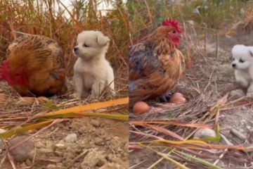 கோழி முட்டையை அடைகாக்கும் நாய் குட்டி! மில்லியன் போரை நெகிழ வைத்த பாசம்