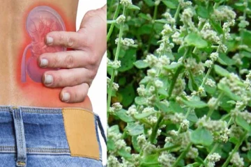 சிறுநீரக கற்களை உடனடியாக கரைக்கும் பூ