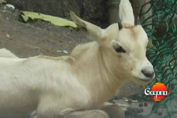 දෙහිවල ජාතික සත්වෝද්‍යානයේ දුර්ලභ ඇරබියන් ඔරික්ස් උපතක්