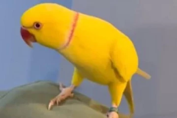 பேசும் கிளி கொடுத்த சின்ன துப்பு..!பிரித்தானியாவில் சிக்கிய மிகப்பெரிய போதைப்பொருள் கும்பல்!