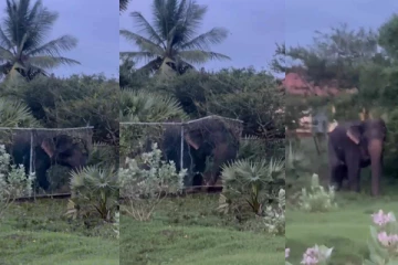 மதவாச்சி பிரதான வீதியை குறுக்கிட்ட யானை: பாதிக்கப்பட்ட போக்குவரத்து