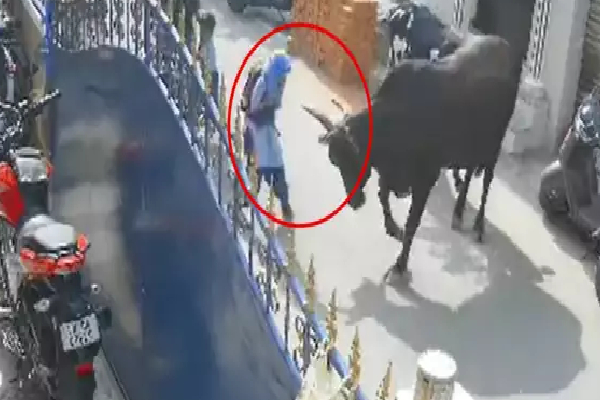 கட்டாக்காலி மாடு முட்டியதில் மயிரிழையில் உயிர் தப்பிய குழந்தை! | School Girl Survived Cow Hit Chennai